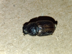 Aphodius foetidus