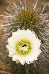 Trichocereus chiloensis litoralis