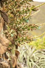 Puya alpestris