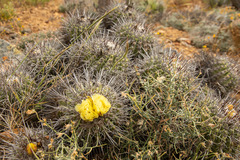 Copiapoa coquimbana
