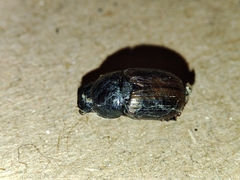 Aphodius foetidus