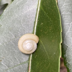 Satsuma