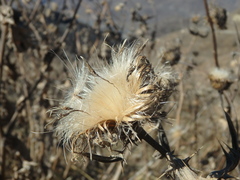 Cardueae