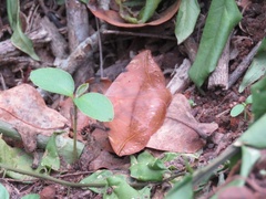 Hypopyra capensis