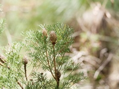 Petrophile canescens