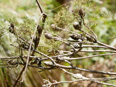 Petrophile canescens