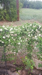 Funastrum cynanchoides