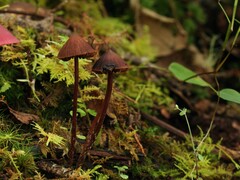 Psilocybe