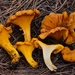 Chanterelles - Photo (c) Christian Schwarz, some rights reserved (CC BY-NC), uploaded by Christian Schwarz