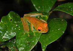 Boophis viridis