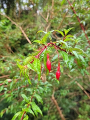 Fuchsia magellanica