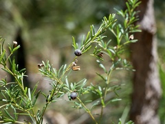 Gompholobium latifolium