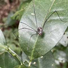 Pseudogagrella amamiana