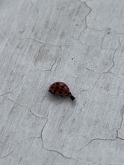 Harmonia axyridis