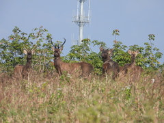 Rucervus eldii hainanus