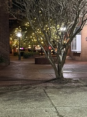 Lagerstroemia indica