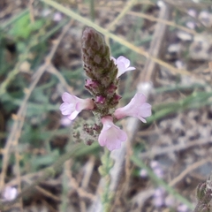 Verbena supina