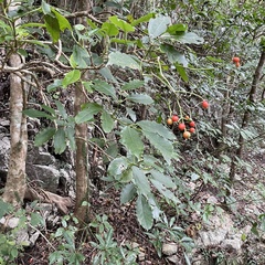 Turpinia ternata