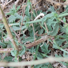 Verbena supina