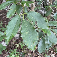 Turpinia ternata
