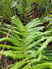 Blechnum chilense