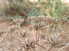 Apiaceae