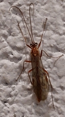 Ophion obscuratus