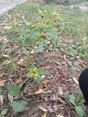 Magnoliopsida