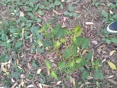 Magnoliopsida
