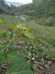Magnoliopsida