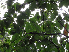 Magnolia obovata