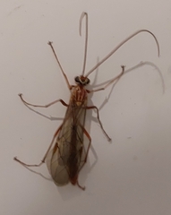 Ophion obscuratus