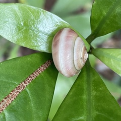 Satsuma