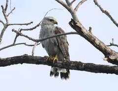 Buteo nitidus