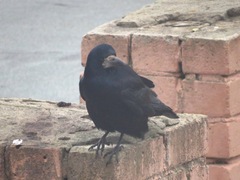Corvus frugilegus