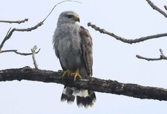Buteo nitidus