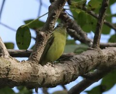 Tolmomyias