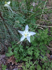 Aquilegia coerulea