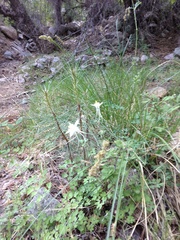 Aquilegia coerulea