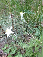 Aquilegia coerulea