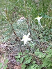 Aquilegia coerulea