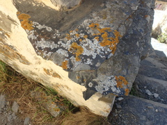 Physcia caesia