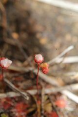 Drosera omissa