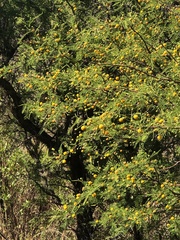 Vachellia aroma