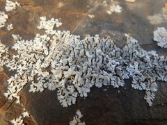 Physcia caesia