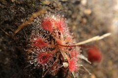 Drosera omissa