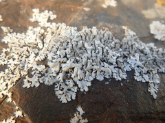 Physcia caesia