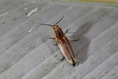 Semiotus ligneus image