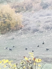 Meleagris gallopavo merriami