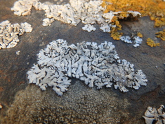 Physcia caesia